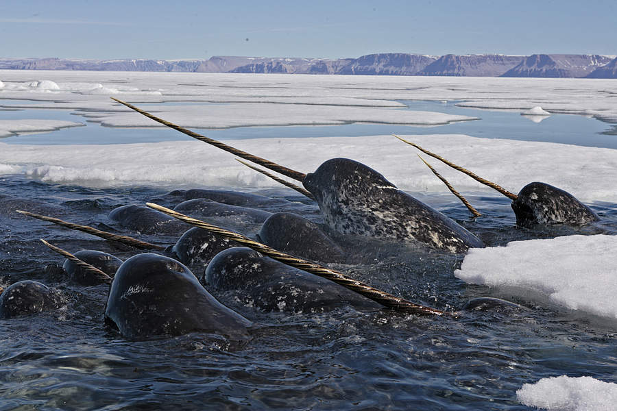© Paul Nicklen/National Geographic Stock / WWF-Canada