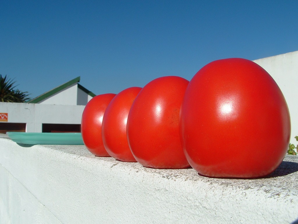ГМО, домати гиганти