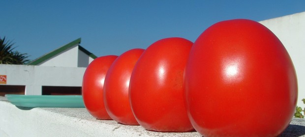 ГМО, домати гиганти