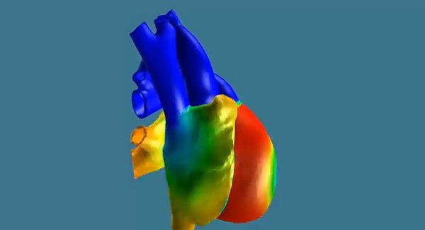 Снимка: Първият в света професионален 3D модел на живо сърце (ВИДЕО)