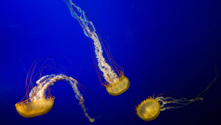 Американски учени са изяснили, че някои медузи са се превърнали