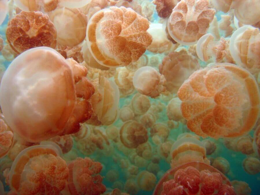 Снимка: Милиони медузи в едно малко езеро (ВИДЕО)