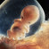 човешки ембрион, човешки зародиш