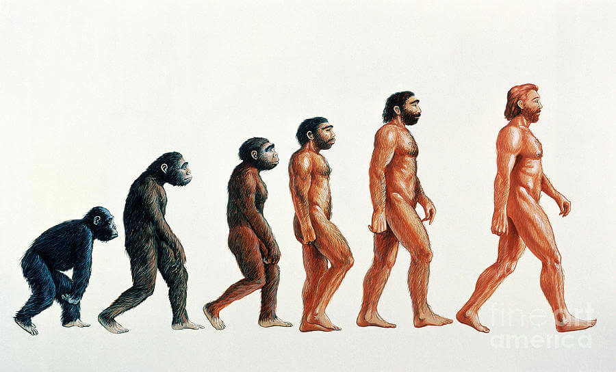 човешка еволюция,