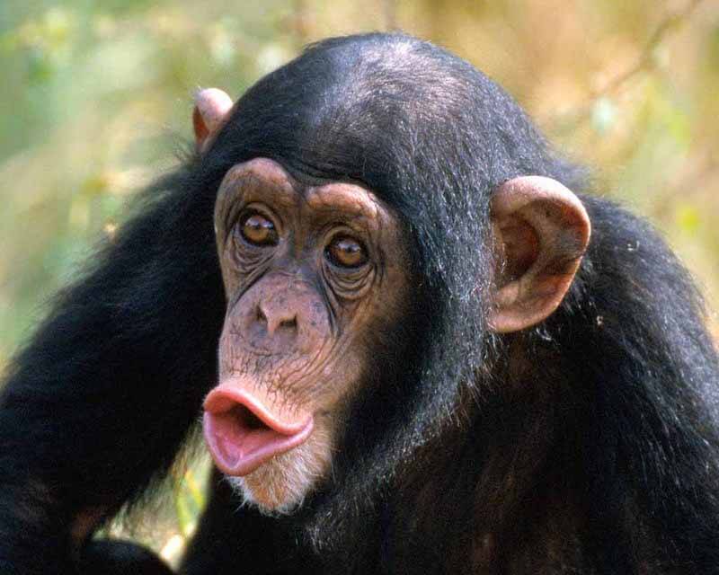 Шимпанзетата, нашите най-близки живи генетични роднини, са критично застрашени в