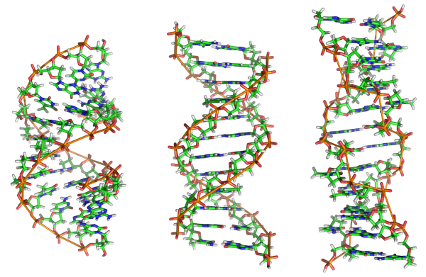 Две изкуствени ДНК букви могат да се свържат точно както
