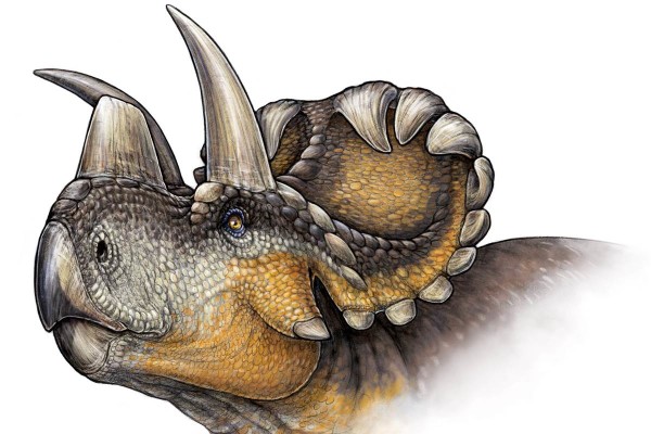 В Канада е открит нов вид динозавър със странни и