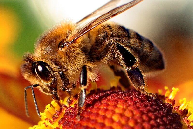 Снимка: Пчелите в Северното полукълбо са на границата на измиране