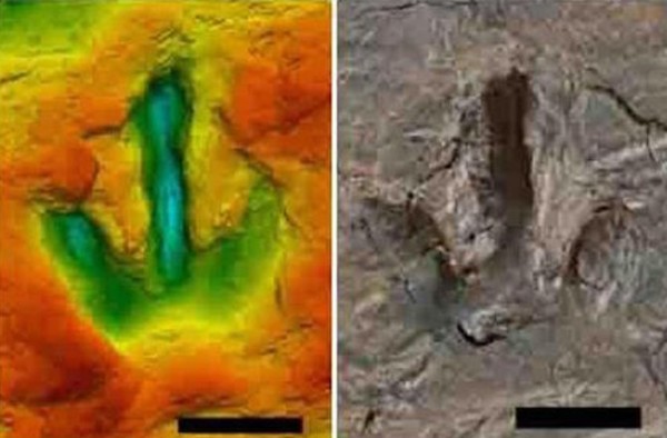 Палеонтолози са открили в северна Германия следи от стъпки на