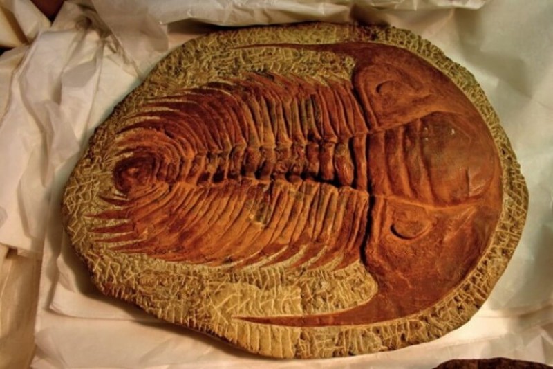 От трилобити до динозаври – повечето фосили са останки от