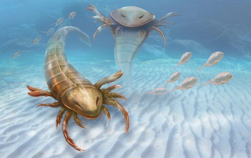 Снимка: Мега ракоскорпион тероризирал древните морета