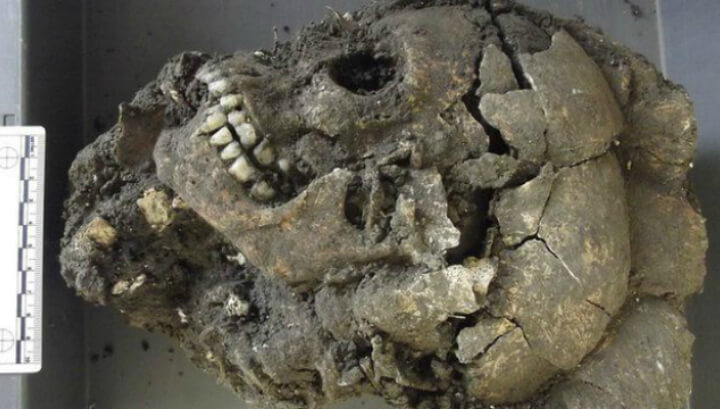 Китайските експерти буквално били потресени от останки на древни черепи