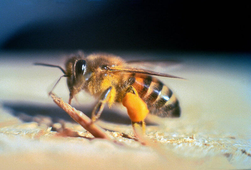 Снимка: Пчели убийци се разпространяват из Калифорния