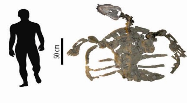 Учени от Сенкенбергския изследователски институт са изследвали най-старите фосили на