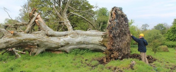 В ирландския град Колуни наскоро силна буря изкоренила 200-годишно дърво,