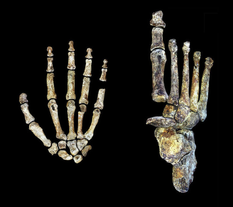Подробен анализ на ръцете и краката на – открития наскоро