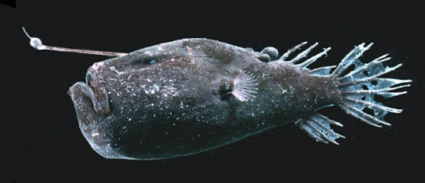 Женски морски дявол. Мъжкият е с размерите на израстъка над устата на женската. Wikicommons
