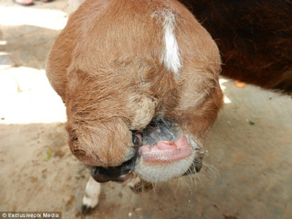 Това е Нанди – странното теле, което се е родило