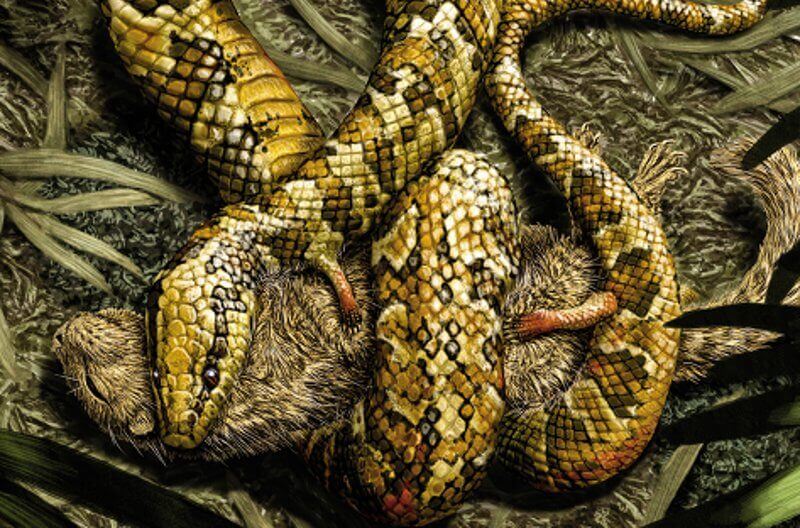 Шотландски и американски учени откриха останки от гигантска древна змия