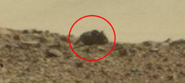 мишка на Марс