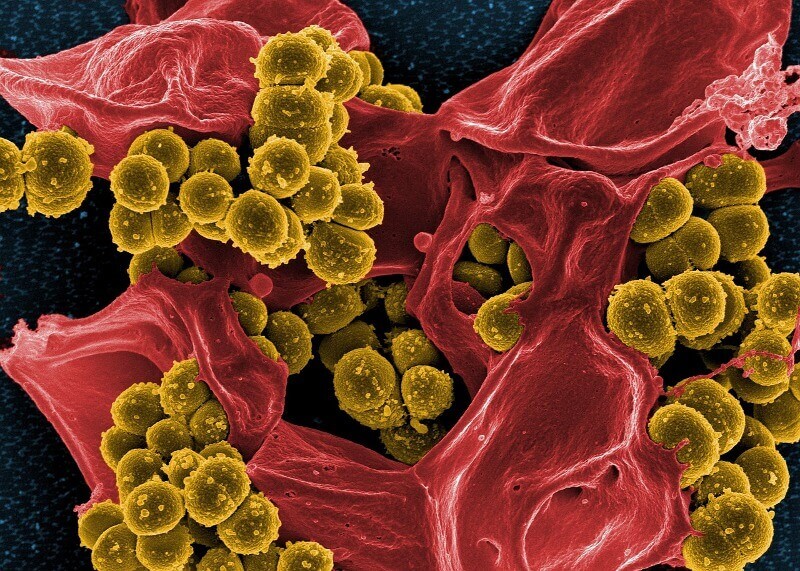 Нов генетичен анализ на човешките стомашно чревни бактерии дал много неочаквани