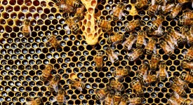 Хората са яли мед още преди 8 500 години