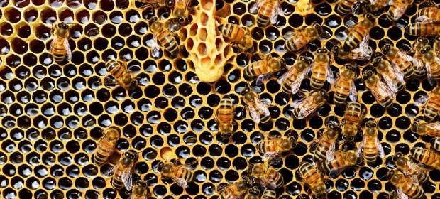 Хората са яли мед още преди 8 500 години