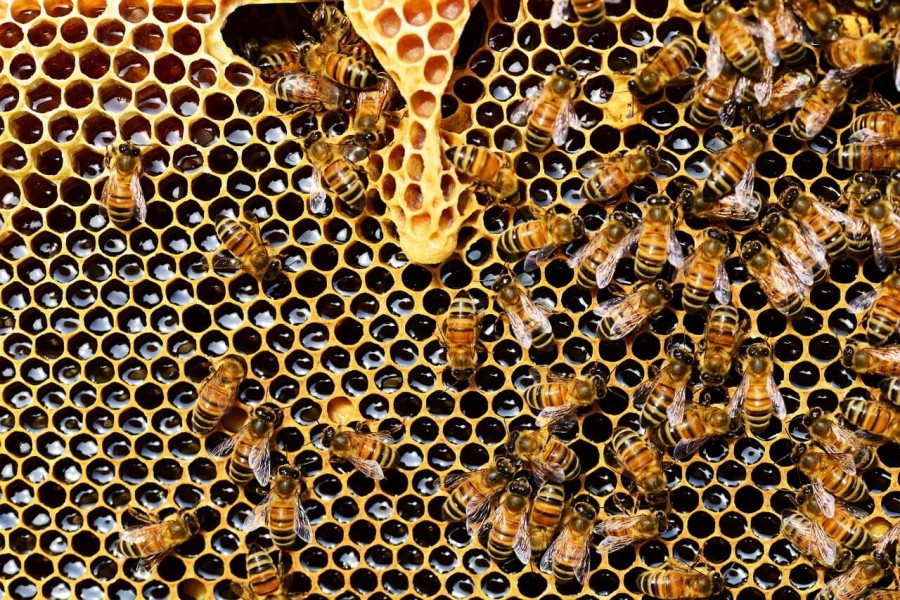 Пчелите са единственото известно животно с изключение на хората способно