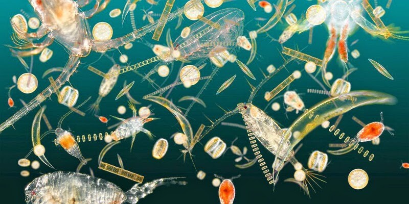 Преди бяхме убедени че планктонът под въздействието на замърсяването и