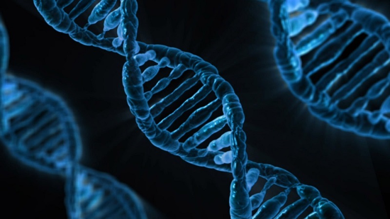 Генетици от САЩ са използвали универсалния генетичен редактор CRISPR Cas9 за