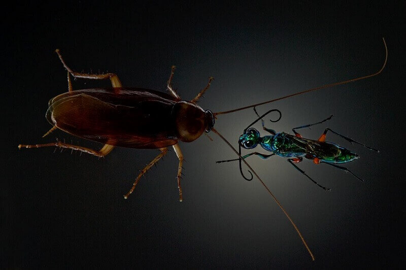 Зловещо видео на National Geographic демонстрира как оса напада хлебарка