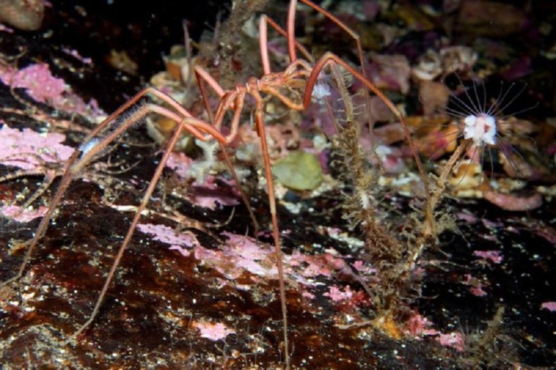 Гигантски морски паяци продължават да бъдат обект на недоумение сред