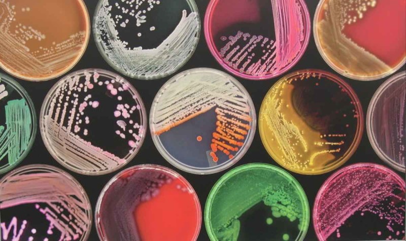 От десетилетия ни учат, че микробите в нашето тяло надвишават