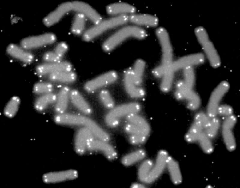 Теломерите са крайни участъци на хромозомите които приличат на калпачета
