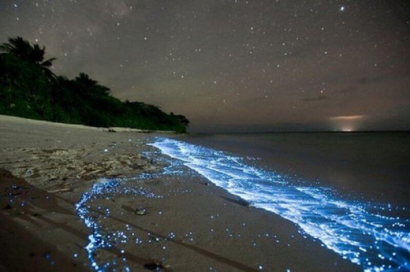 биолуминесцентни водорасли, Малдиви