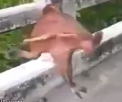 неизвестна риба