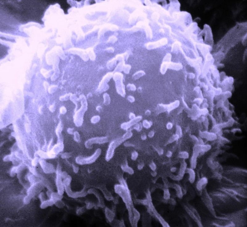 Международен екип медицински изследователи са открили начин да използват ракови
