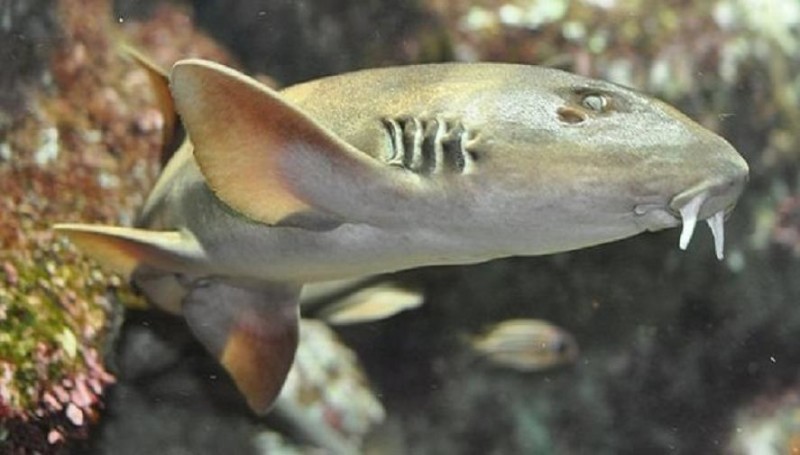Женска акула в Центъра за морски видове във Великобритания е