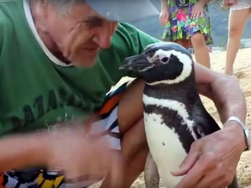 Пингвин който живее в Патагония Южна Америка всяка година в