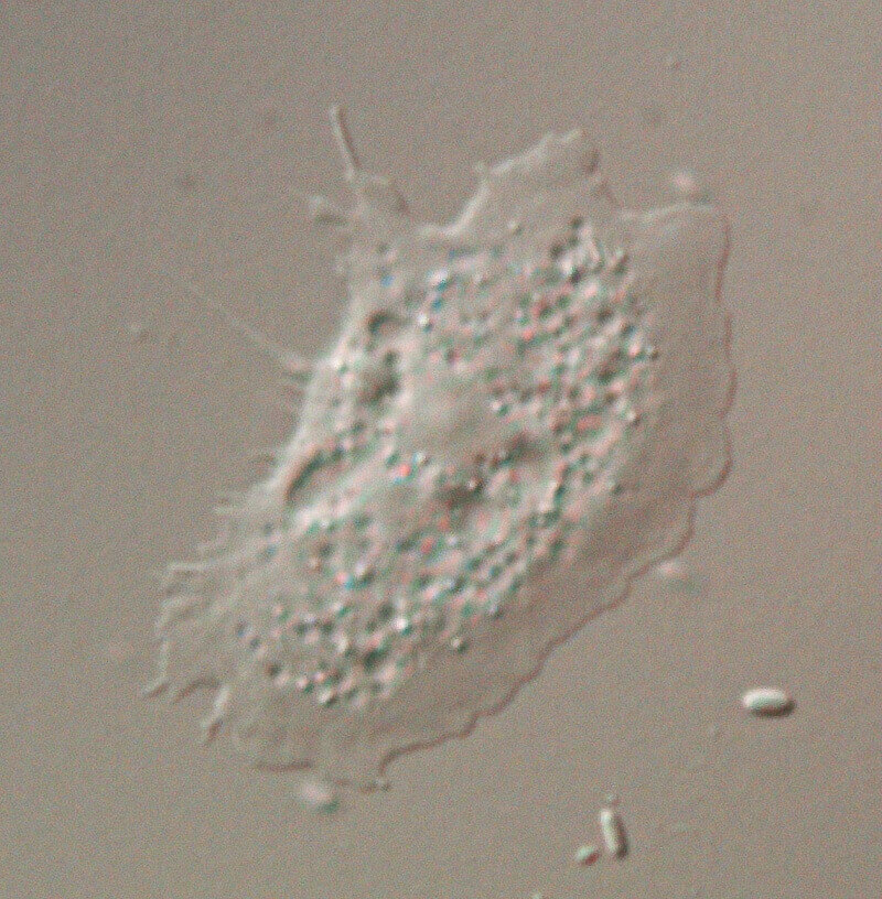 Клетка на Flamella Beringianina в нормално състояние.  Снимка Санктпетербургски държавен университет
