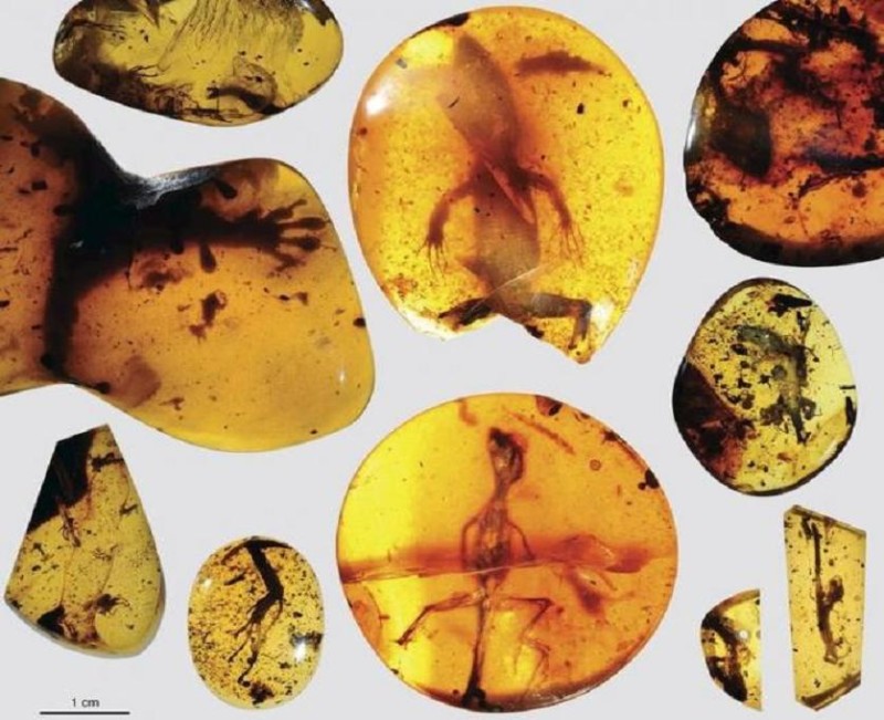 Фосилизиран млад гущер прекарал над 99 млн години в кехлибар