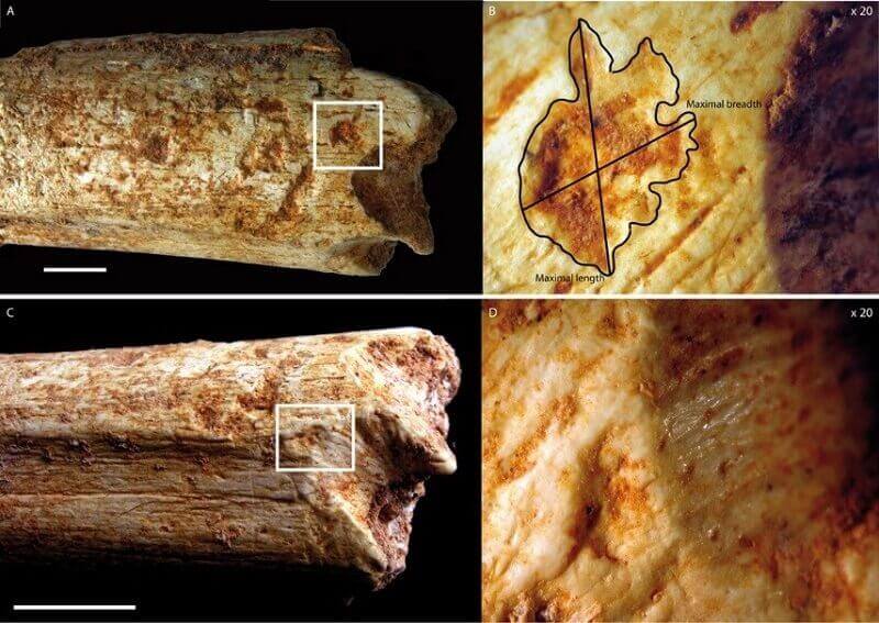 Палеонтолози откриха много необичайни останки от хора в една от
