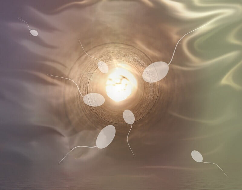 Човешкият живот започва с искри Първият контакт на сперматозоида с