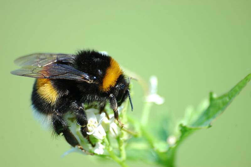Британски биолози установиха, че земните пчели (Bombus terrestris) са чувствителни