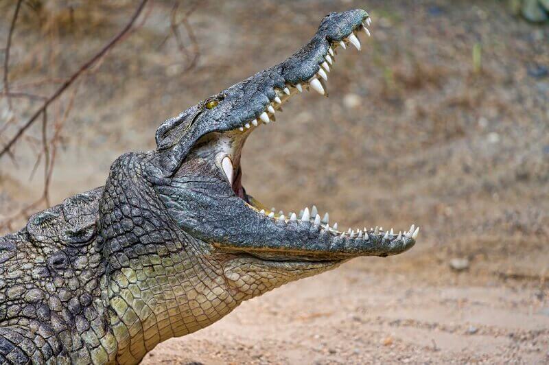 Ново изследване помага да се обясни защо крокодилите не са