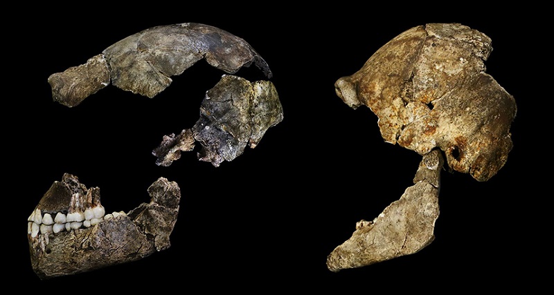 Homo naledi най известният и все пак най мистериозният вид в човешкото