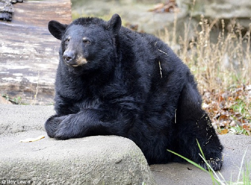 Черните мечки може би са по умни отколкото сме предполагали до