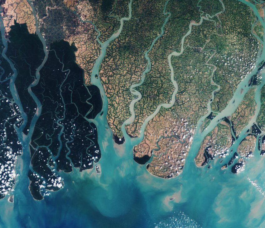 Най големите мангрови гори на Земята се намират в южната част
