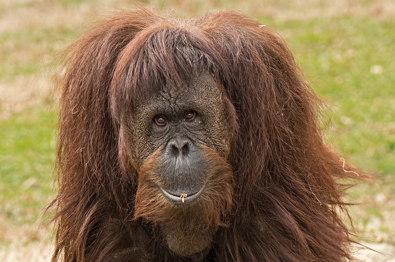 Орангутаните от Борнео Pongo pygmaeus бяха обявени за критично застрашен