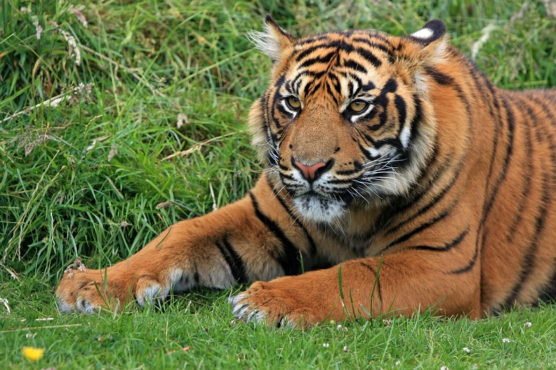 Тигрите в сафари парк в Пекин убиха жена и раниха